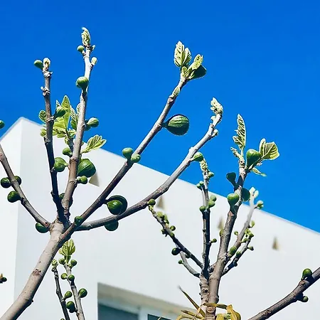 Nissini Shell, 3 Bedroom With Private Pool At Nissi *