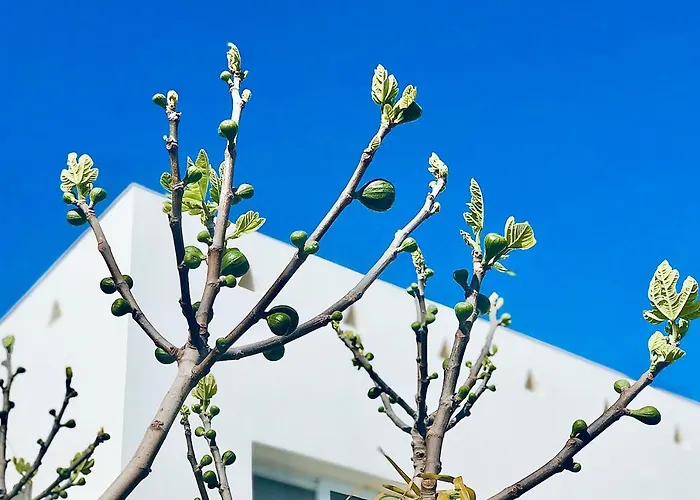 Nissini Shell, 3 Bedroom With Private Pool At Nissi *